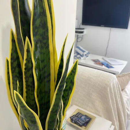 Appartement Grand Neuf à 50 M Du Port *